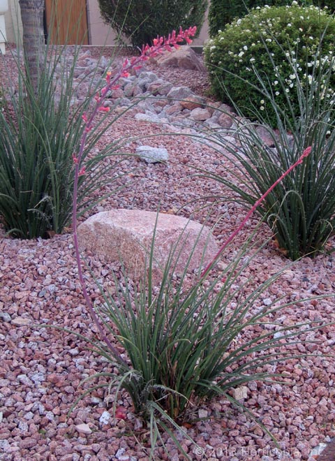 Landscape Accent Plants - Dooley Landscape Designs Albuquerque