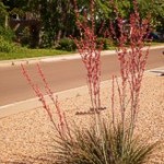 Red Yucca - Hesperaloe