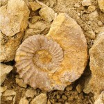 Ammonite found on rock dig