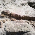 Hadrosaur teeth found on a dig