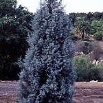 Arizona Cypress (Blue Ice)