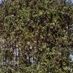 Purple Leaf Honeysuckle - LoniceraPur